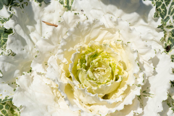 装饰白色的卷心菜类似于玫瑰在照片近距离和几乎在黄金比例图片下载