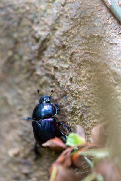 蜣螂图片下载