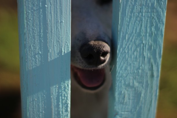 小狗在木栅栏后面好奇地窥探鼻子，逗乐小狗图片下载