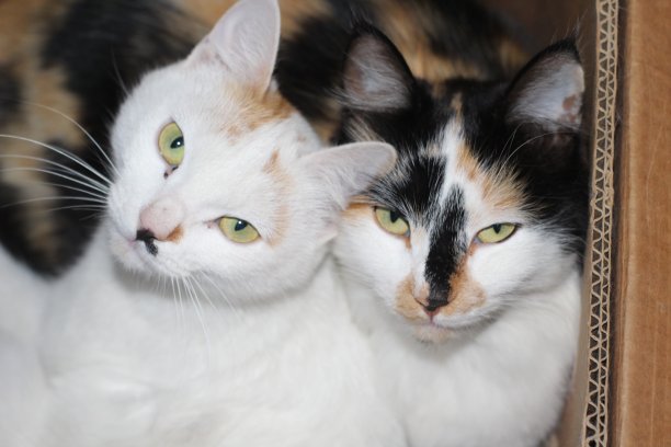 两只毛茸茸的小猫躺在盒子里，黄色的眼睛看着相机图片下载