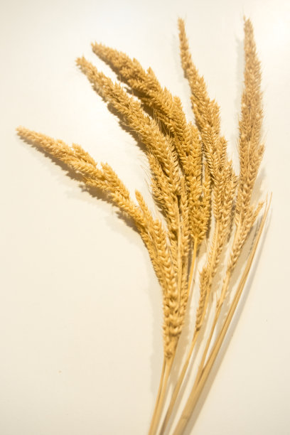 布朗干草图片下载