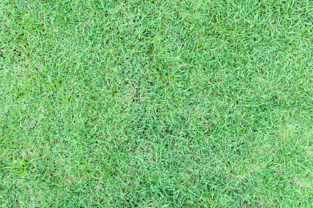 草地草坪纹理背景。图片下载