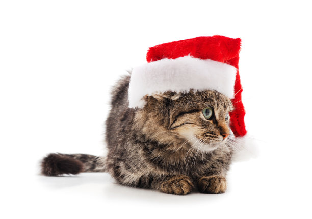 戴着圣诞帽的猫。图片下载