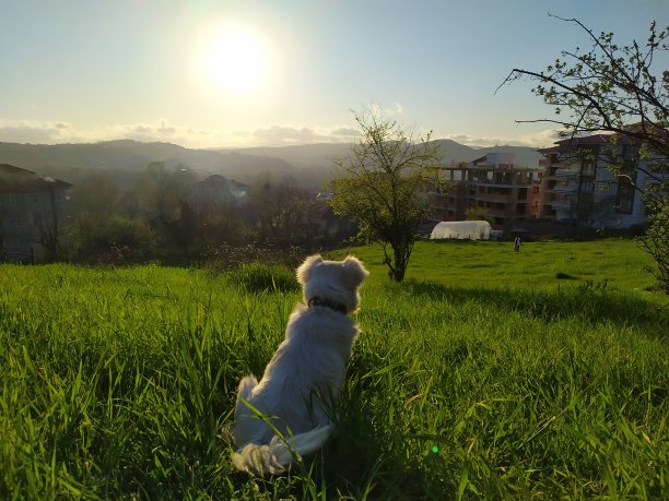 把注意力集中在草地上图片下载