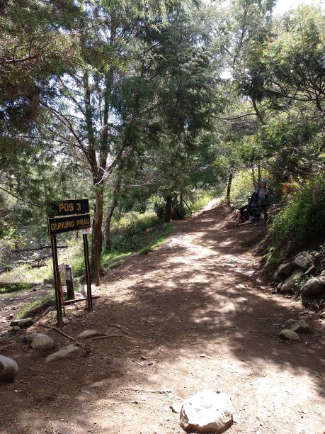 森林里的小路。图片下载