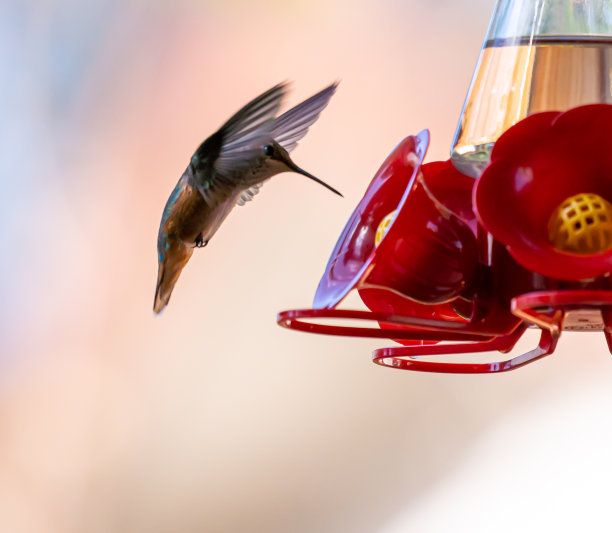 飞行中的蜂鸟的特写详细视图。图片下载