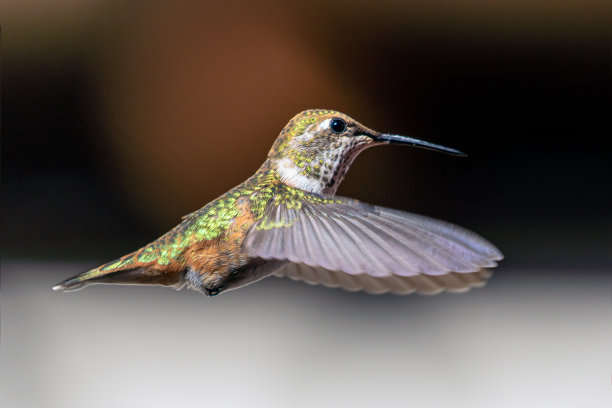 飞行中的蜂鸟的特写详细视图。图片下载
