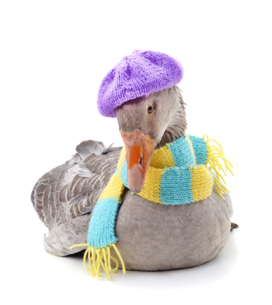 戴着帽子围着围巾的鹅。图片下载
