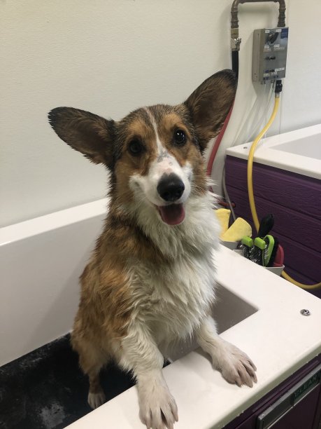 狗狗洗澡图片下载