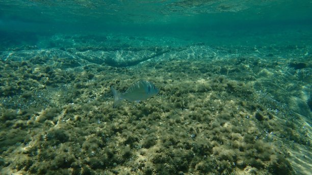 海鲈，欧拉塔，多拉达海下，爱琴海，希腊，哈尔基迪基图片下载
