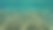 海鲈，欧拉塔，多拉达海下，爱琴海，希腊，哈尔基迪基图片下载