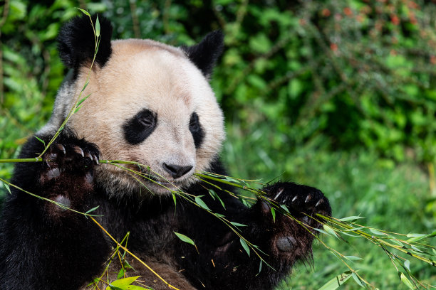 熊猫在森林里吃竹子图片下载