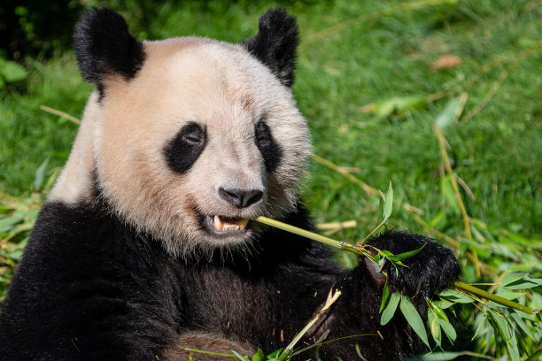 熊猫在森林里吃竹子图片下载