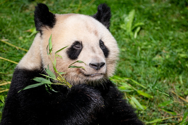 熊猫在森林里吃竹子图片下载
