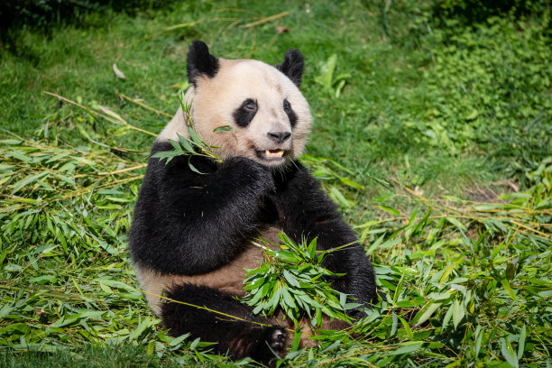 熊猫在森林里吃竹子图片下载