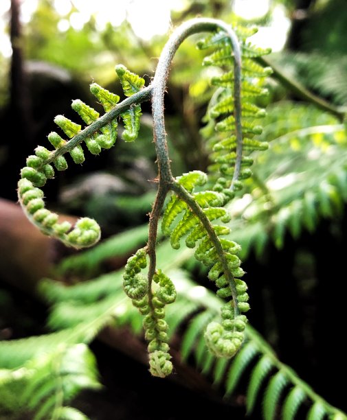 蕨叶豆芽图片下载