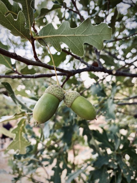 橡树坚果图片下载