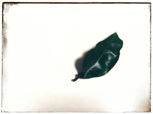 绿色的叶子图片下载