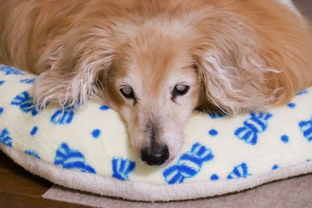 睡着的老狗，18岁图片下载