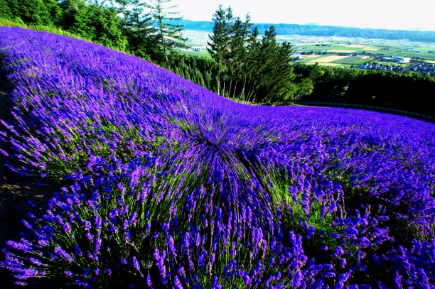 Biei花领域图片下载