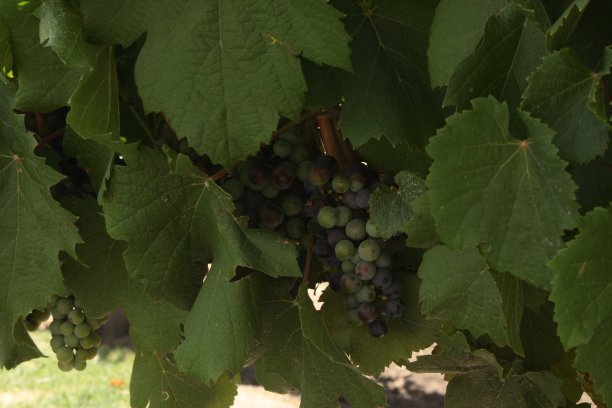 阿根廷门多萨省圣拉斐尔酒窖的葡萄园种植园、葡萄种植园的特写细节图片下载