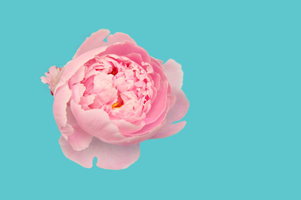 粉红色的天然牡丹花在绿松石背景图片下载
