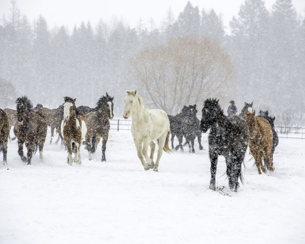 雪地里的马图片下载