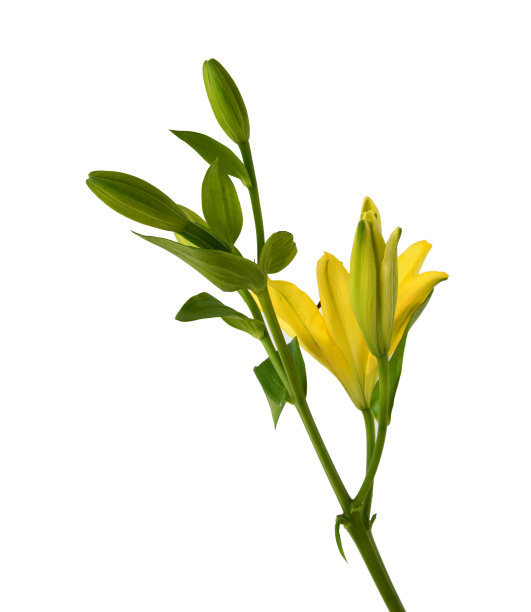 白色背景上的黄色百合花图片下载