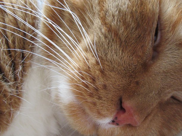 猫的胡须图片下载