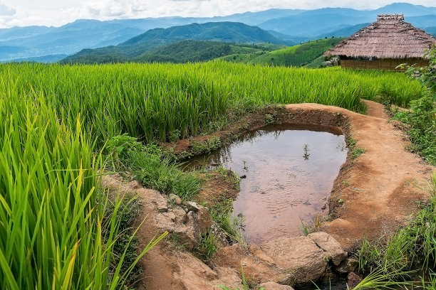 客房里的米饭图片下载