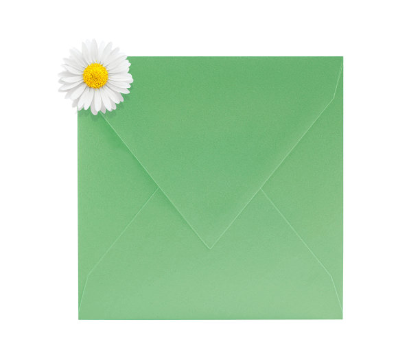 大的绿纸信封，白底洋甘菊图片下载