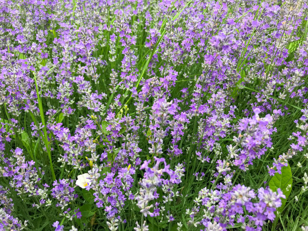 薰衣草背景图像。薰衣草(Lavandula，俗称薰衣草)是唇形科薄荷科47种已知开花植物的一个属图片下载