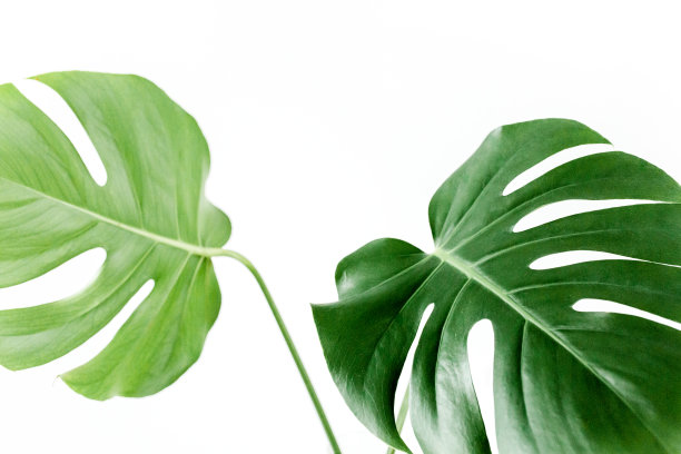 怪物叶的特写。热带棕榈叶孤立在白色背景上。热带性质的概念图片下载