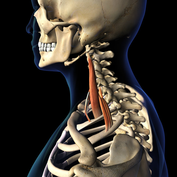 斜角肌颈部肌肉孤立于骨骼系统图片下载