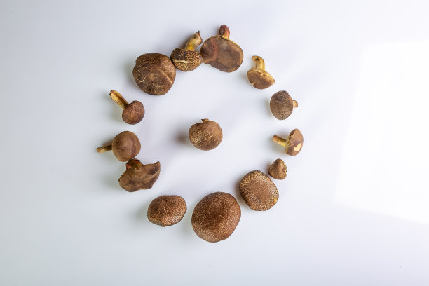 圆形框架由白色背景上的泽西牛蘑菇和一个蘑菇在中心。前视图。水平方向。高质量的照片图片下载