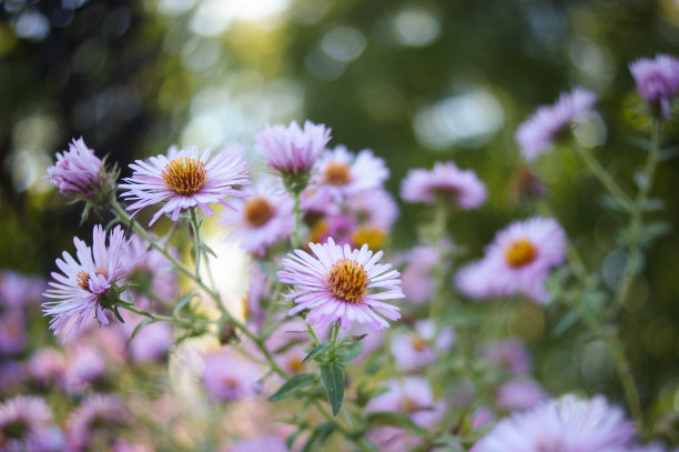 粉红色花朵的舞蹈图片下载