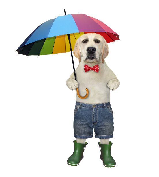 穿靴子带伞的狗图片下载