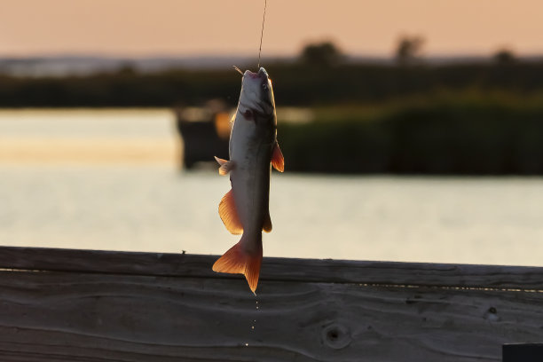 挂在钩上的鱼被当地的渔夫抓住了图片下载