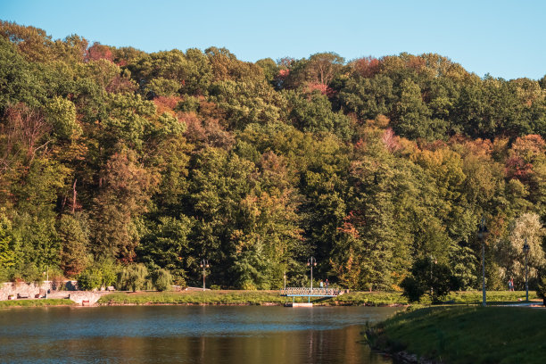 公园里的秋天金树景观。图片下载