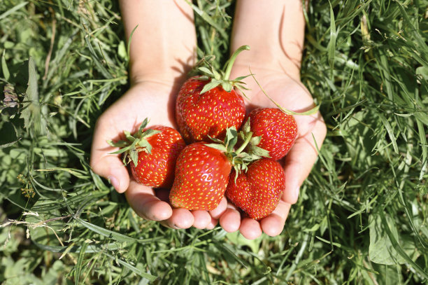 成熟的草莓在一个孩子的手中放在草地上的有机草莓农场，人们在夏季采摘草莓，收获浆果图片下载