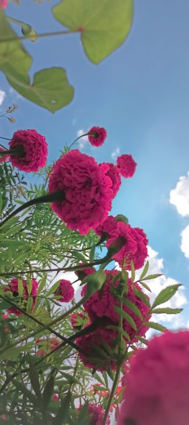 粉红色的花壁纸图片下载