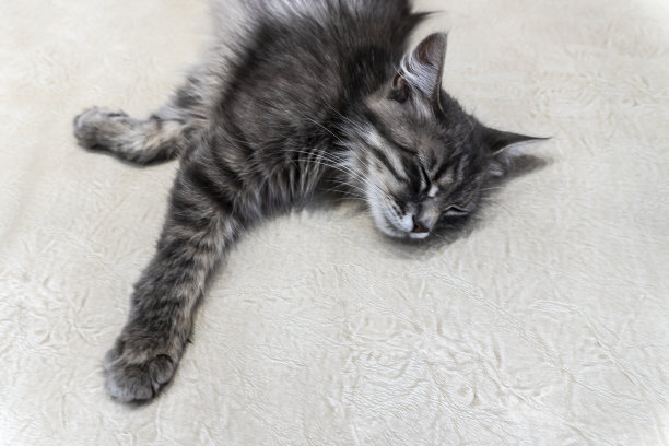 猫照片，不错的背景或笔记本封面图片下载