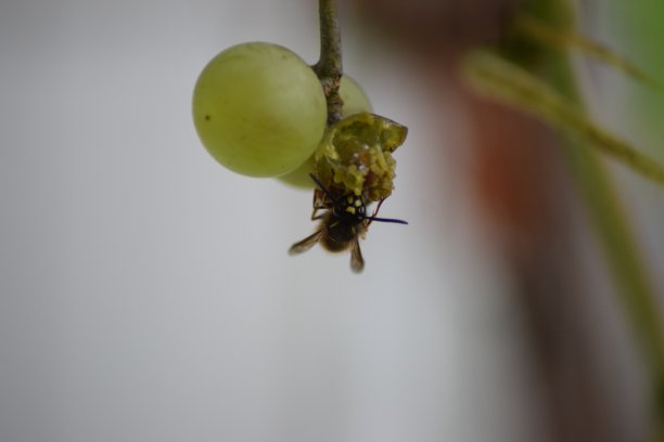 白葡萄上的黄蜂图片下载