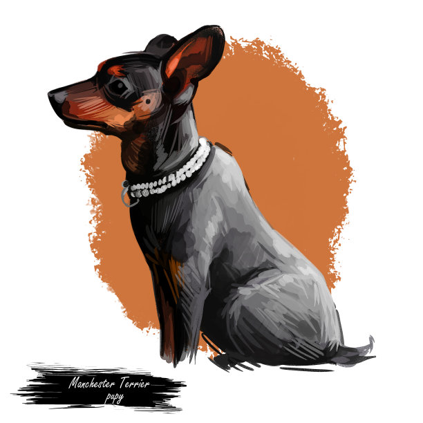 曼彻斯特梗狗戴项圈宠物数码艺术图片下载