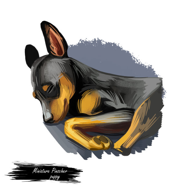 迷你犬，玩具之王培育数字艺术图片下载