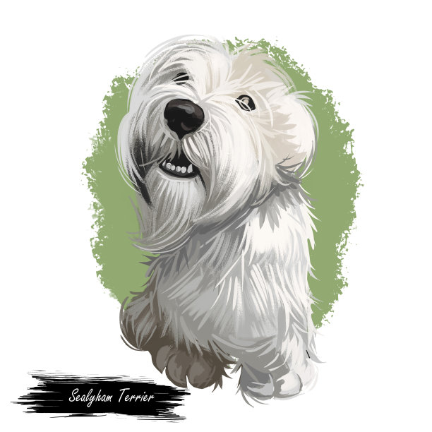 西利汉犬玩具神、小宠物水彩画人像数码艺术。手画家畜，长毛犬，纯种图片下载