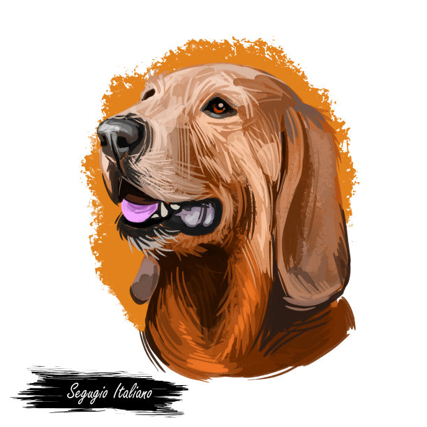 Segugio Italiano意大利品种的狗数字艺术。孤立的纯种家养动物水彩画宠物画像源自意大利图片下载