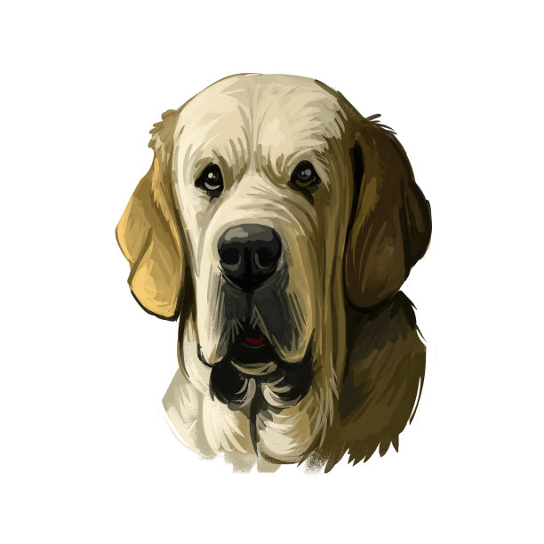 西班牙Mastiff Mastin西班牙的campo y trabajo数字艺术。水彩肖像特写宠物口鼻源自西班牙图片下载