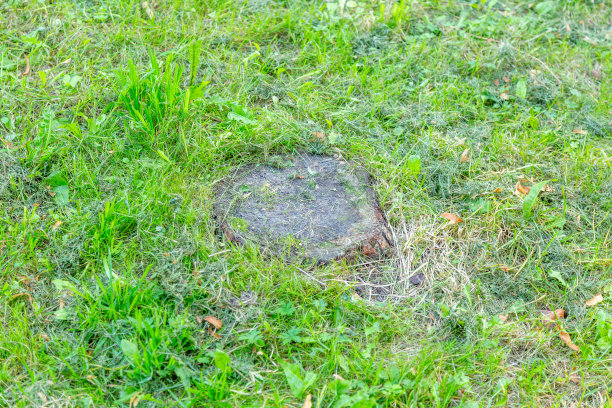 公园里的大树桩图片下载