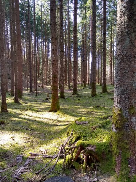 阳光森林清理魔法森林图片下载
